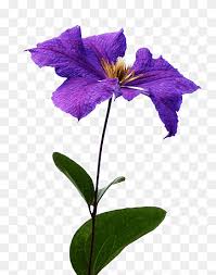 Check spelling or type a new query. Clematis Png Images Pngwing