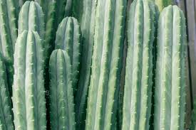 Browse 67,454 picture of cactus stock photos and images available, or start a new search to explore more stock photos and images. 19 000 Cactus Pictures