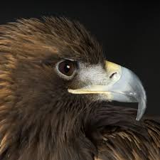 Golden Eagle National Geographic