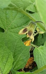 Image result for Physalis pubescens