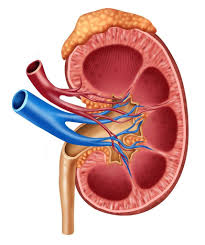 Anatomy And Physiology Structures Of The Kidneys Diagram Quizlet Human Kidney Kidney Cyst Kidney Disease