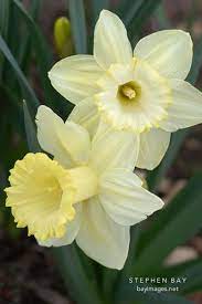 Pin On Daffodils