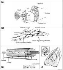 Maybe you would like to learn more about one of these? The Vasculature And Its Role In The Damaged And Healing Tendon Arthritis Research Therapy Full Text