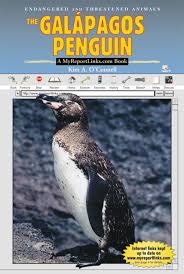 Galapagos penguin is endemic to the galapagos islands. The Galapagos Penguin Endangered And Threatened Animals O Connell Kim A 9780766050631 Amazon Com Books