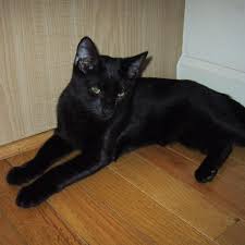 American Shorthair Black And White Cat Breeds Pin On Kitties Library