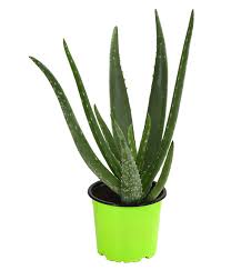 We did not find results for: Bio Aloe Vera Dehner