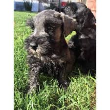 Welcome to california schnauzers after 20 years of breeding in california, we have opted for a change. Mini Schnauzer Pups In El Paso Texas Puppies For Sale Near Me