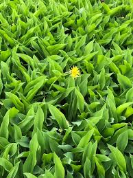 Landscaping & lawn service in jacksonville. Jacksonville Nc Lawn Care Landscaping Pros Home Facebook
