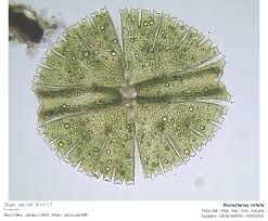 Image result for Micrargeria