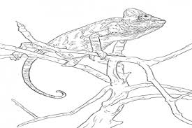 Realistic Veiled Chameleon Coloring Page Chameleons Or Chamaeleons Family Chamaeleonidae Are A Distinctive A Coloring Pages Veiled Chameleon Chameleon Color