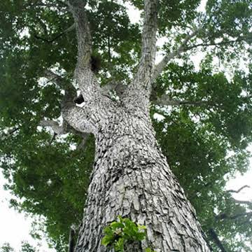 Resultado de imagen para caoba arbol"