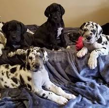 Favorite this post aug 7 iso great dane hide this posting restore restore this posting. Loveable Great Dane Puppies For Sale Home Facebook