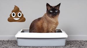 Alternate the pedialyte droppers and the diluted food droppers throughout the day until the cat appears less dehydrated and interested in eating on its own. Diarrhea What To Do About Your Cat S Poo Purrfect Love