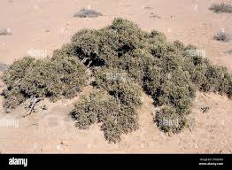 Image result for Arthraerua leubnitziae