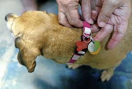 Is there a no kill rescue in tulsa? Pet Calendar Adoption Events Storm Relief And Tips To Keep Pets Safe During Storm Season Lifestyles Tulsaworld Com