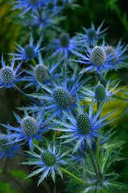 Pin On Flowers 2