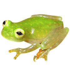 Image result for glass frog
