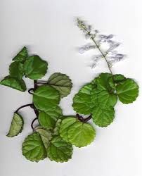 Image result for Plectranthus verticillatus