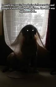 Dump A Day Funny Animal Pictures Of The Day 20 Pics Dark Souls Funny Funny Animals Funny Animal Memes