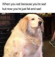 Im the fatest dog in the world i take it as a accomplishment. 30 Of The Funniest Weight Loss And Diet Memes Bored Panda