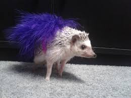 My Baby Hedgehog Delta In Her Halloween Costume Pet Halloween Costumes Hedgehog Pet Baby Hedgehog