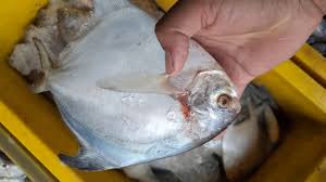 Check spelling or type a new query. Cara Mengetahui Ikan Bawal Putih Yang Kurang Fresh Youtube