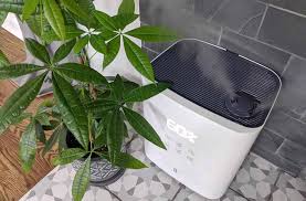 8 items in this article. Do Money Trees Like Humidity And Misting The Healthy Houseplant