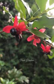 Image result for Ochna serrulata