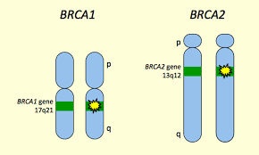 Image result for BRCA2