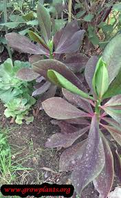 Image result for Euphorbia grantii