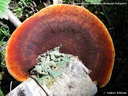 Image result for Ischnoderma resinosum