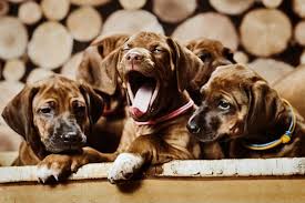 872 likes · 9 talking about this · 51 were here. Como Elegir El Mejor Cachorro De La Camada Animal Home