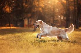 Its a poison, and prevention is so much safer than the cure. Doctor I Missed A Heartworm Dose