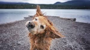 All for dogs rescue of central oregon's adoption process. Dog Friendly Lodging Visit Bend