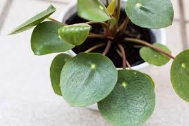 «cómo cultivar el bambú de la suerte«. 7 Plantas Que Atraen Dinero Y Prosperidad Blog Verdecora