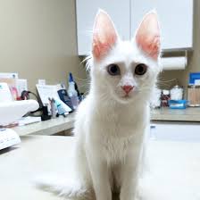 The turkish angora's soft, silky coat rarely mats and requires only minimal grooming. Chateaumane Turkish Angoras