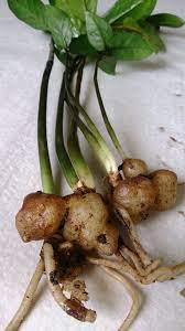 The fungus/bacteria that caused the rot are still in the soil. Does This Zz Plant Need Repotting Or Something Else