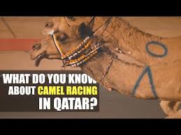I clocked them doing 50 kph at one point! Al Shahaniya Racetrack Doha Destimap Destinations On Map