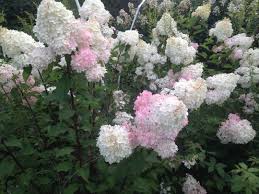 S Wright Shady Grove Gardens On Instagram Summerflowers Hydrangea Check Our Profile Link For Our Diy Newletter Summer Flowers Foliage Shrubs