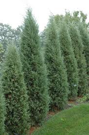 From german rakete (rocket), from italian rocchetta, diminutive of rocca (distaff). Raketa Boroka Soveny Front Yard Landscaping Low Maintenance Landscaping Front Yard Landscaping With Rocks
