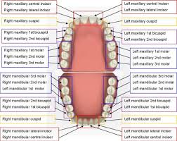 teeth names and locations in human mouth and their functions