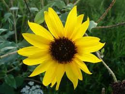 Great plains states • can be confused with soil splashed on lower leaves or other foliar diseases. Sunflower Pictures Flowers Leaves Identification Helianthus Annuus