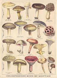 Champignons Bons Et Mauvais Good And Bad Mushrooms Ptitjournal 18octo 96b By Pilllpat Stuffed Mushrooms Botanical Illustration Vintage Botanical Illustration