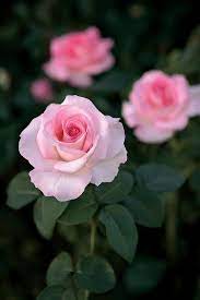 We did not find results for: Pink Promise Rose Hybrid Tea Roses Tea Roses Beautiful Pink Flowers