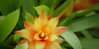 Specializing in mail order tropical and subtropical plants and trees, fruiting trees and flowering trees for the. Morning Dew Tropical Plants Wholesale Tropical Plants And Foliage