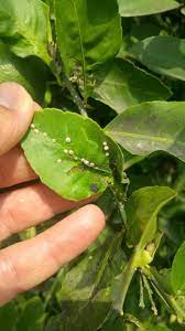Narenciyede Yıldız Koşnili-Ceroplastes floridensis #agriculture  #bitkikorumabilimi #citrus
