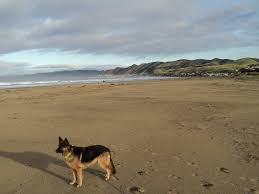 Both areas have drinking water for dogs and areas for rinsing for both dogs and their owners. 20 Pet Friendly Rv Parks In California