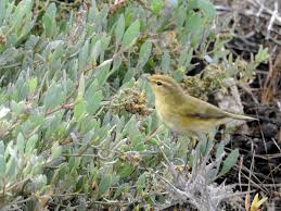 Her exhibitionist tendencies draw the interest of his musical clients and leads to visual fireworks. Common Chiffchaff Ebird