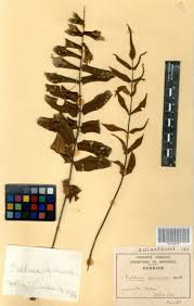 Image result for Pellaea doniana