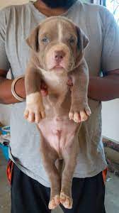 Pure breed american pocket bully puppies for sale 3.5months old cropped, vaccinated and deowrmed. American Bully Puppies For Sale In India Singh Bulls Kennel Delhi